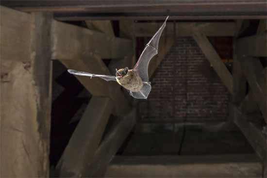 Hang mothballs near nesting sites