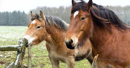 Let Us Know About The Major Categories Of Horse Breeds