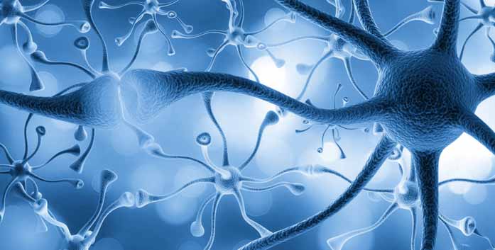 What is the Role of Nerve Cells