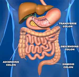 Organs Found in the Digestive System