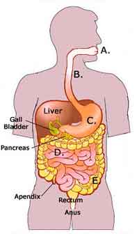 The Esophagus and its Importance to the Digestive System